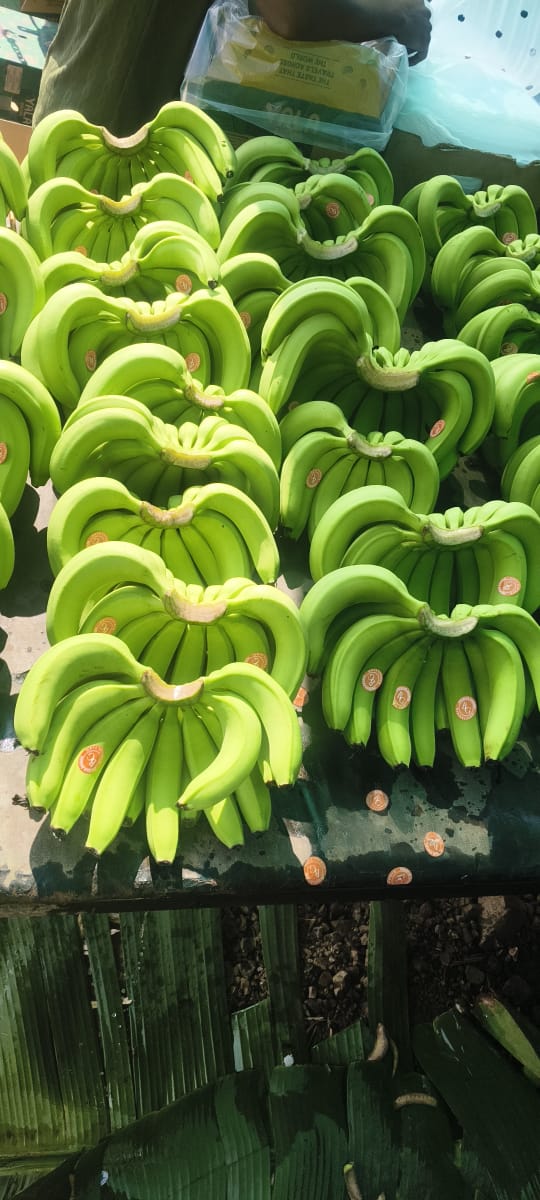 Export Standard Corrugated Box Packing for bananas